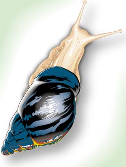 Snail Illustration of a story for editors query by James E Smallwood