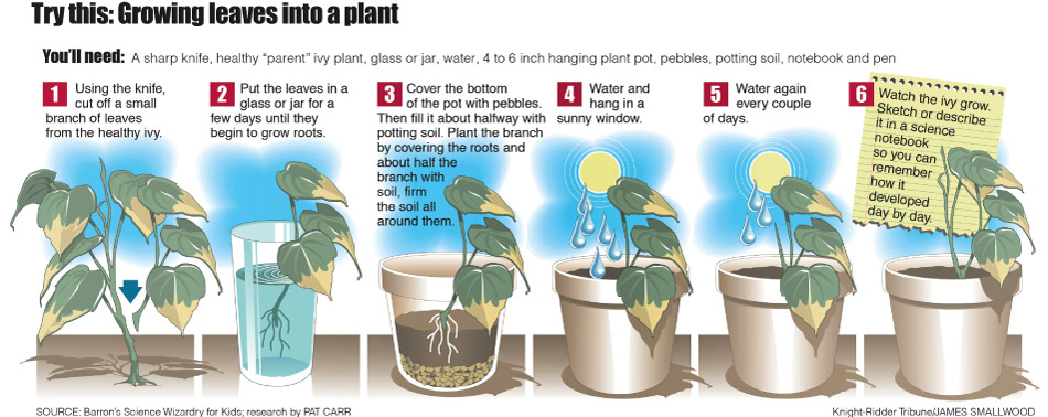 How a plant grows infographic for Knight ridder tribune by James Smallwood Art