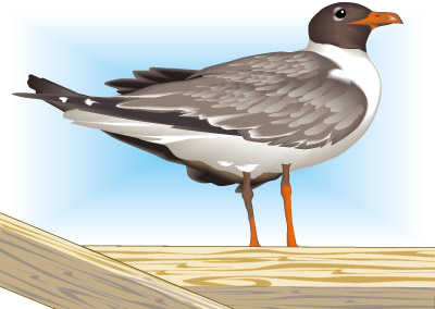 Illustration of seagull by James Smallwood